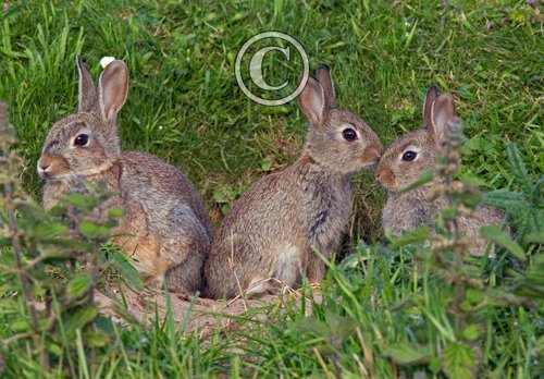 Young Rabbits DM1169